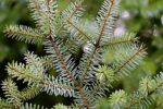 Tannenbaum & Weihnachten – Wie Sie Ihren perfekten Baum finden
